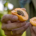 Marillengärten und wilde Natur - Die Wachau Thumbnail