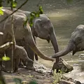 Wilde Tierreiche Thumbnail