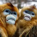 Wilde Tierreiche Thumbnail
