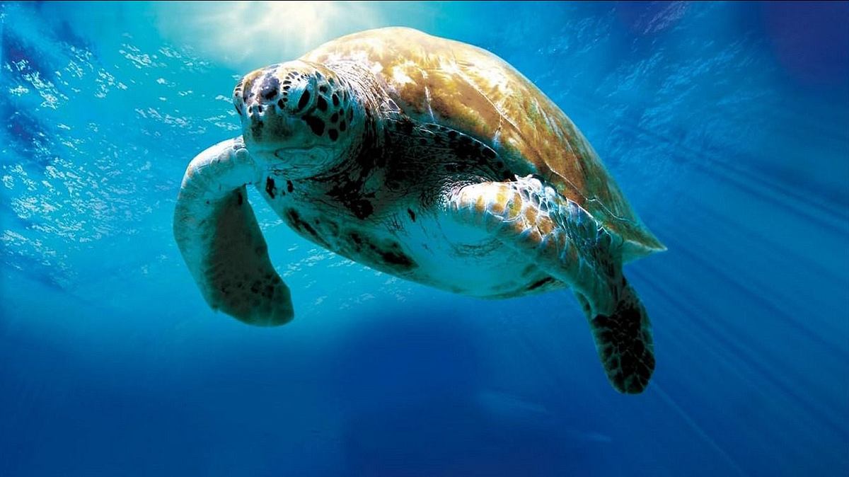 Tortuga - Die unglaubliche Reise der Meeresschildkröte Tortuga - Die unglaubliche Reise der Meeresschildkröte