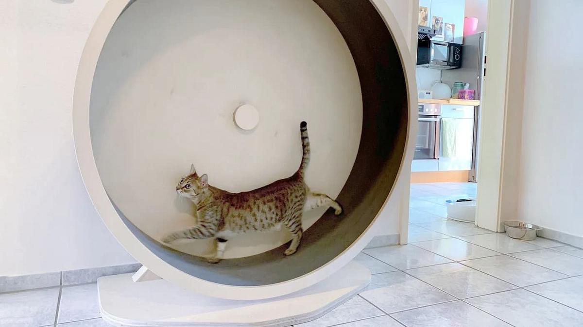 Das geheime Wesen der Katzen Das geheime Wesen der Katzen