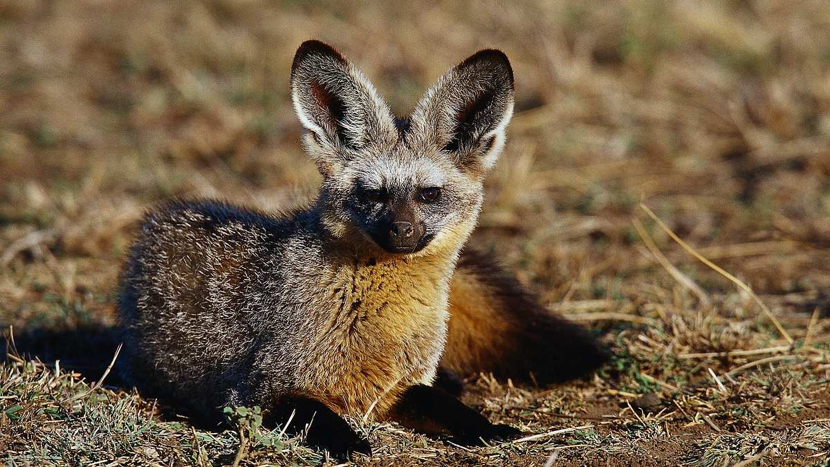 Namibias Löffelhunde – Lebenskünstler der Wüste
