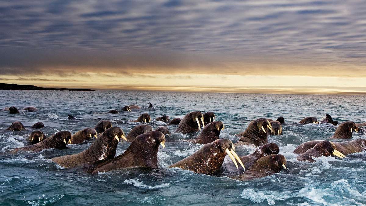Das große Wunder der Tierwanderungen Das große Wunder der Tierwanderungen