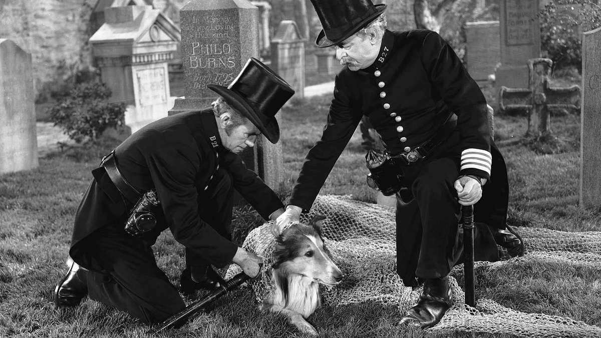 Lassie in Not