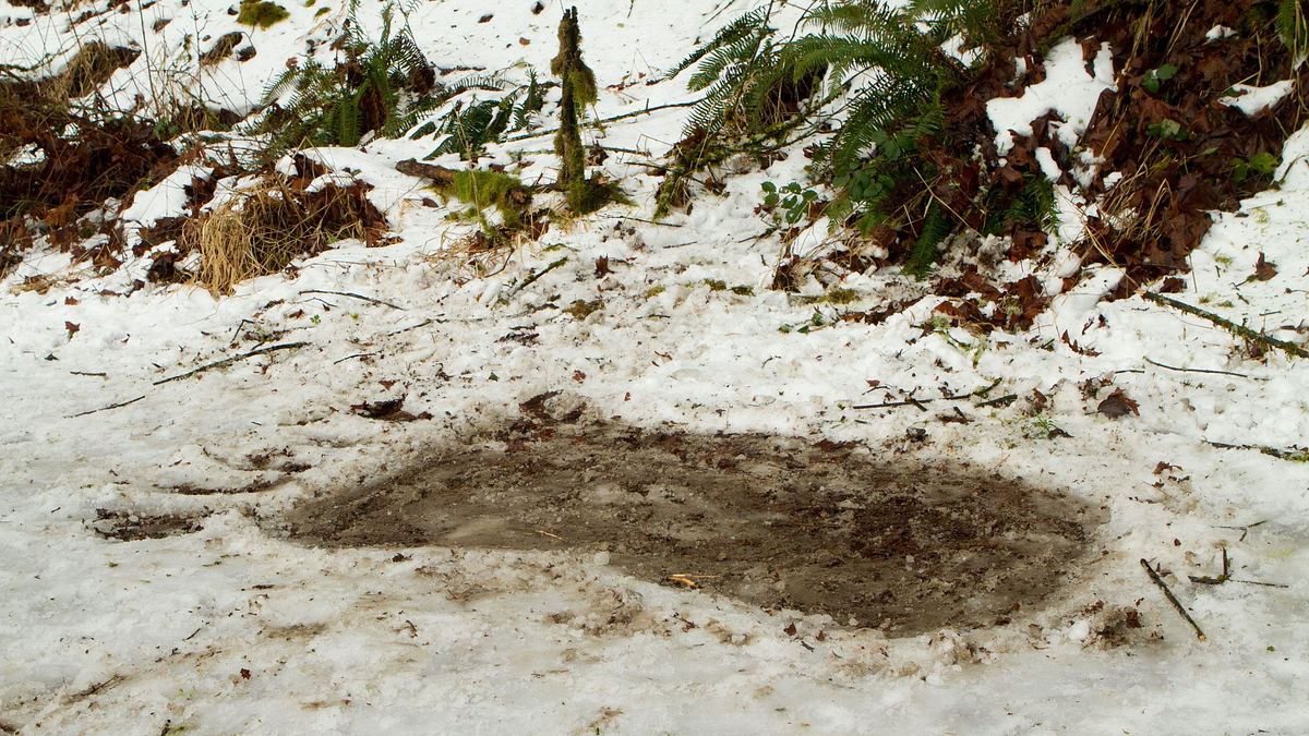 Bigfoot - Die Legende lebt Bigfoot - Die Legende lebt