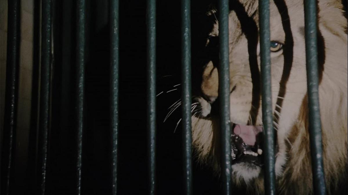 Wild Beasts Wild Beasts