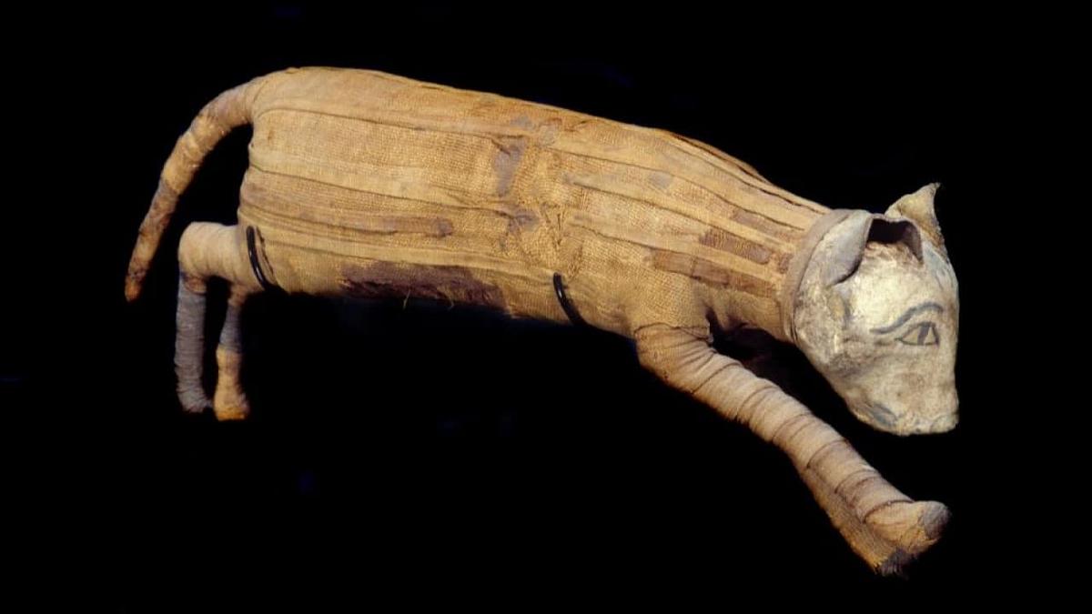 Rätselhafte Hundemumien Rätselhafte Hundemumien