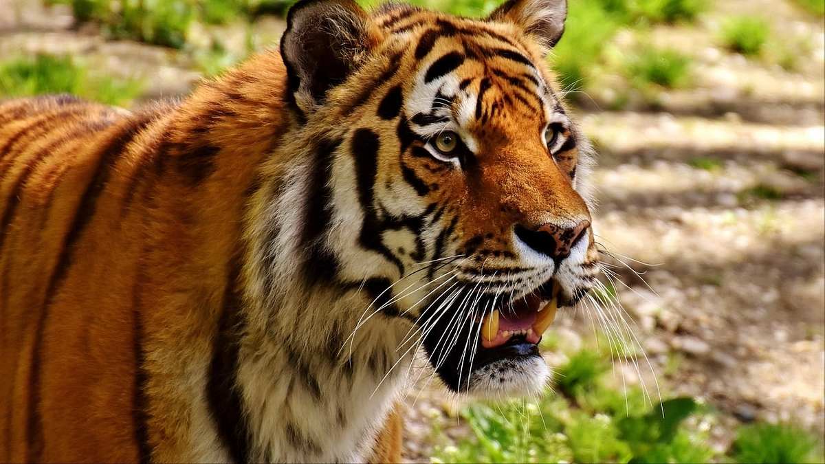 Das geheime Leben der Raubkatzen Das geheime Leben der Raubkatzen