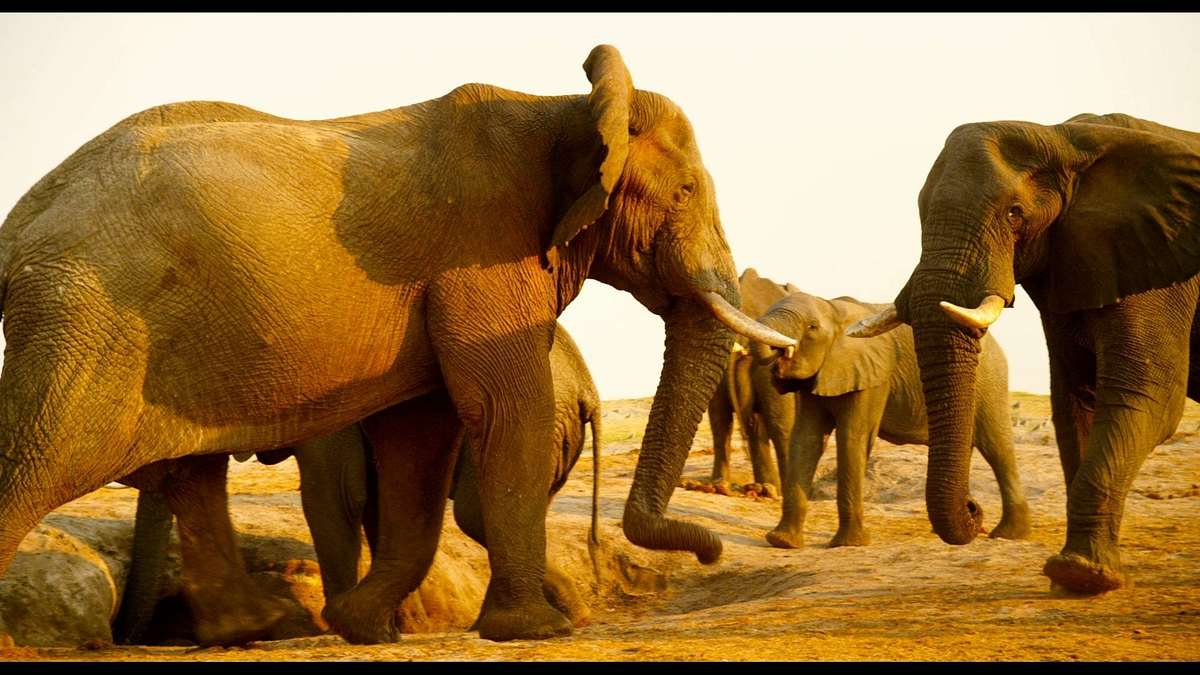 Afrika - Das magische Königreich Afrika - Das magische Königreich
