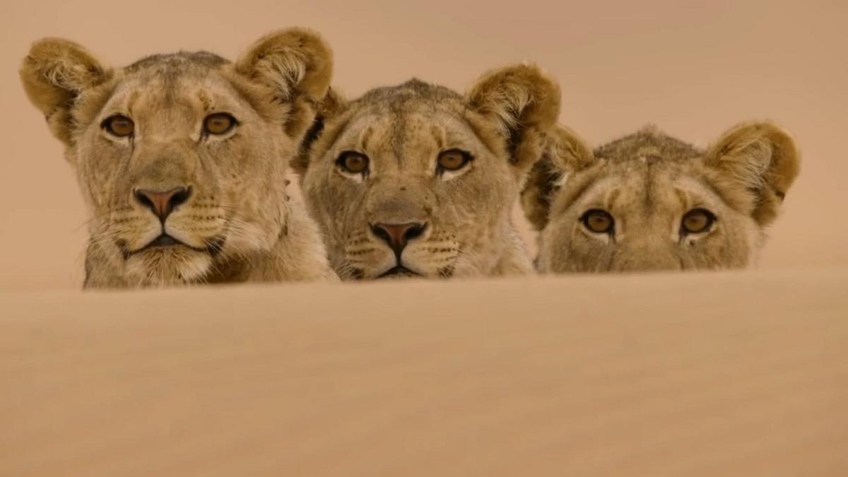 Die Wüstenlöwen der Namib - Aufbruch und Wiederkehr Die Wüstenlöwen der Namib - Aufbruch und Wiederkehr