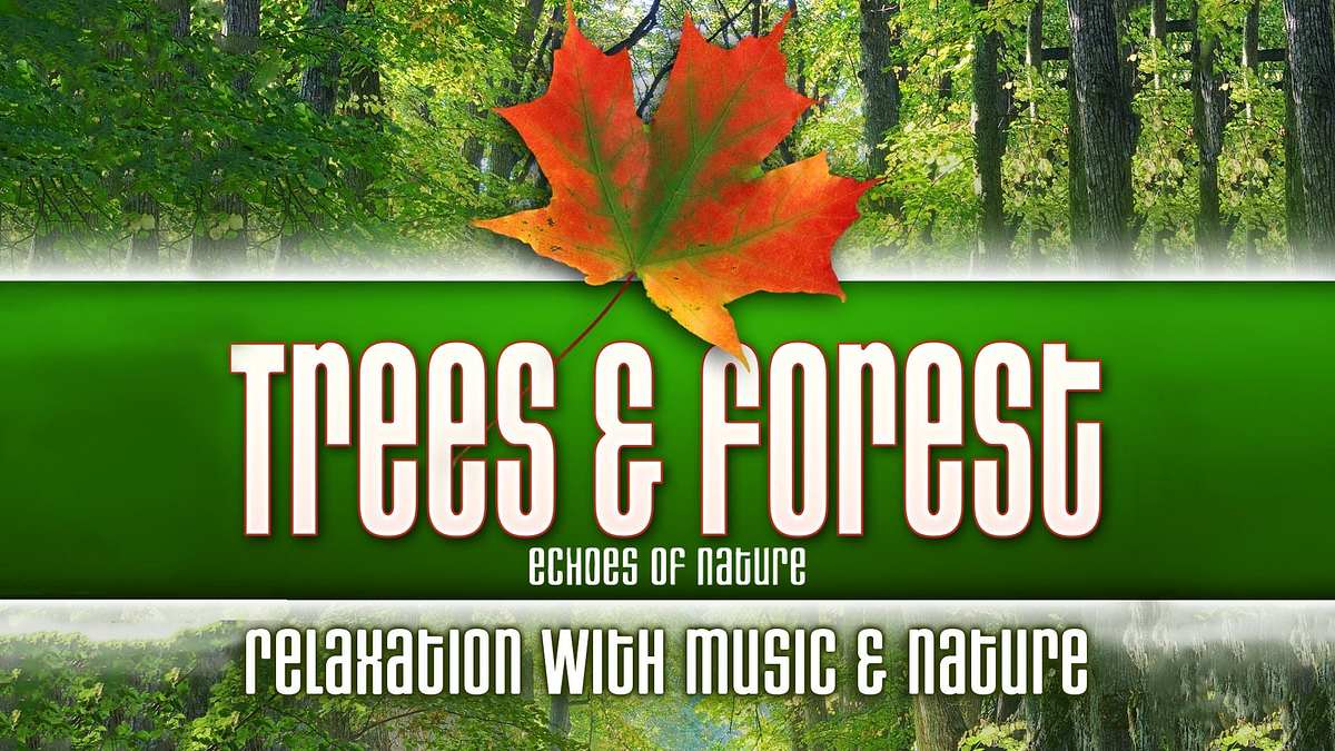 Trees & Forest: Echoes of Nature Relaxation with Music & Nature