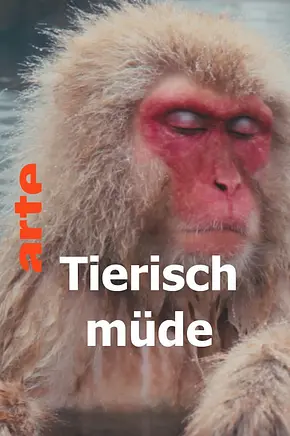 Tierisch müde - Das Rätsel Schlaf - Foto: TMDB